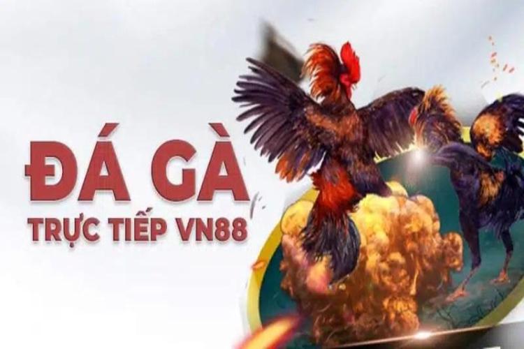 Đá gà VN88 cựa sắt kịch tính và hấp dẫn mỗi ngày